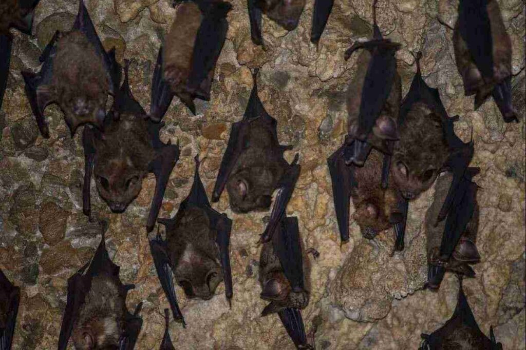 Censimento annuale: 225 pipistrelli nella grotta della valle Po. Pipistrelli sotto osservazione: i risultati del censimento nella valle Po. Un rifugio sicuro per i pipistrelli: il monitoraggio nella grotta della valle Po.
