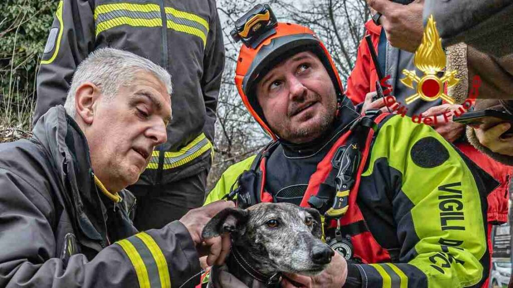 Torino, un cane cade nella Dora Riparia: soccorsi in azione. Paura per un cagnolino a Torino: cade nel fiume, ma viene salvato. Vigili del fuoco in azione: salvato un cane dalla Dora Riparia. Torino, salvataggio emozionante: cane torna a casa sano e salvo. 