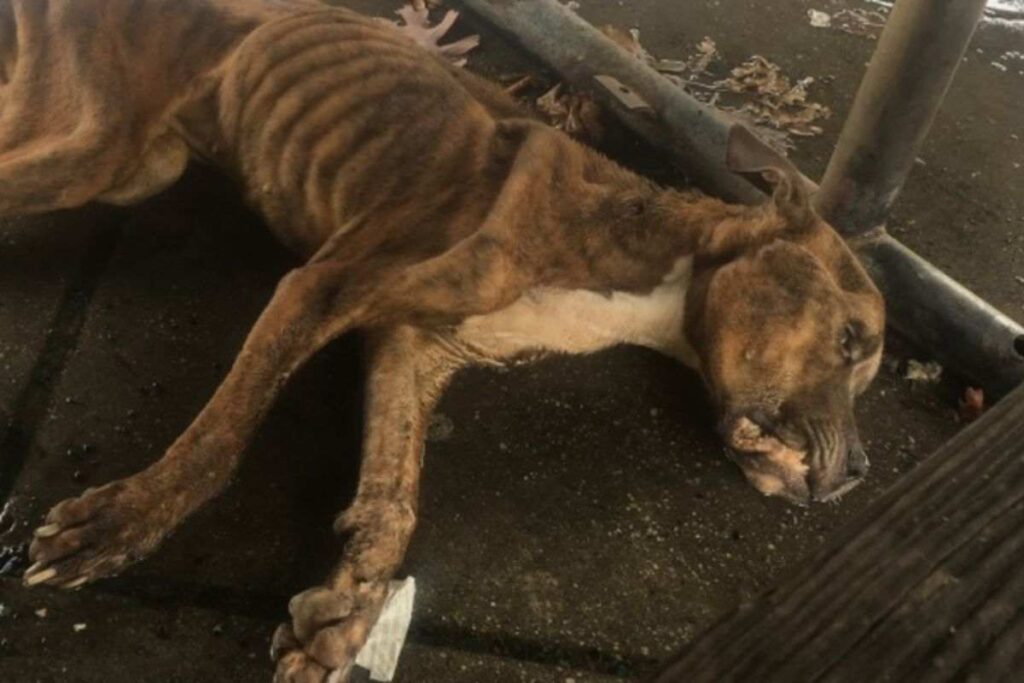 Parco Stura: cresce la preoccupazione per i maltrattamenti sugli animali. L’Enpa chiede pene più severe contro i maltrattamenti animali. Allarme al Parco Stura: un altro caso di violenza sugli animali. Enpa: "Necessarie misure più rigide per proteggere gli animali". 
