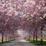 I ciliegi incantano, ma manca l’organizzazione. Reggia di Venaria: magia naturale e confusione urbana. Parcheggi selvaggi e lunghe attese: cosa non ha funzionato. 